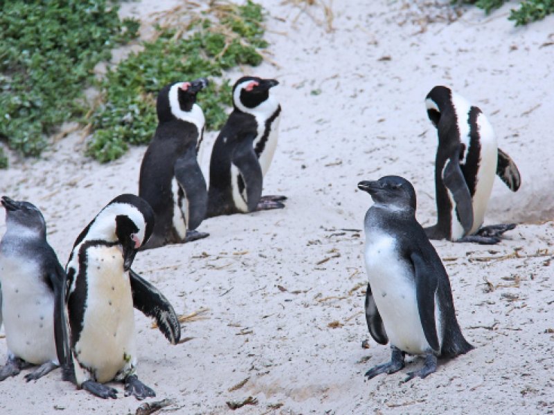 manchots du Cap ESPRIT NOMADE